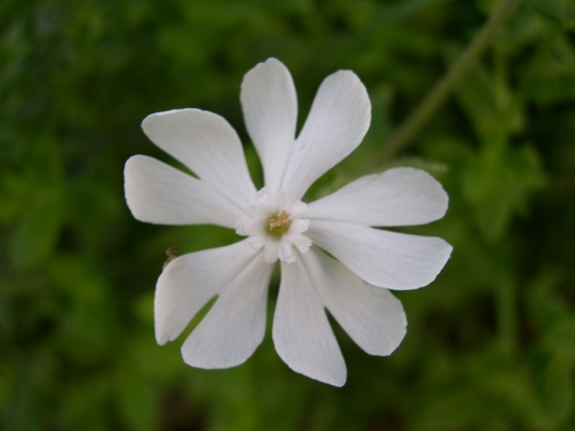 Silene alba